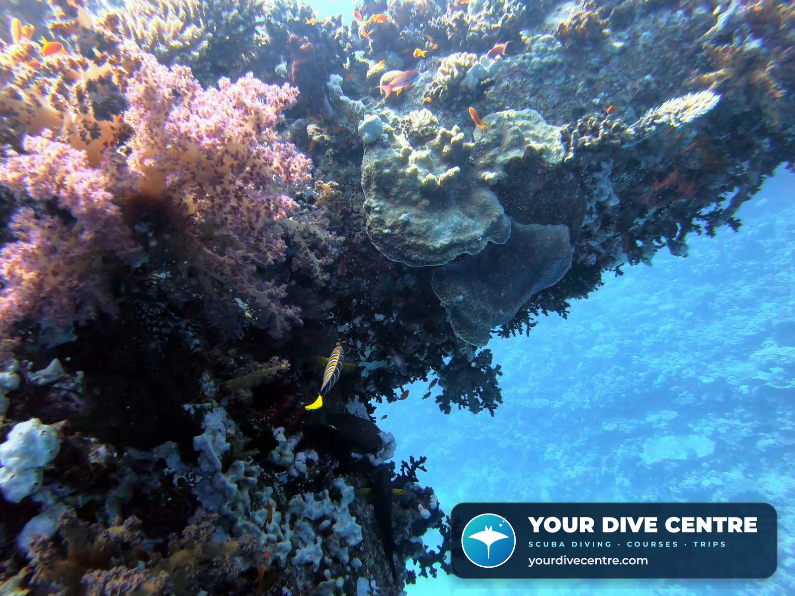 The same frame after correction – pink soft coral, orange anthias – with an example dive centre tag in the corner
