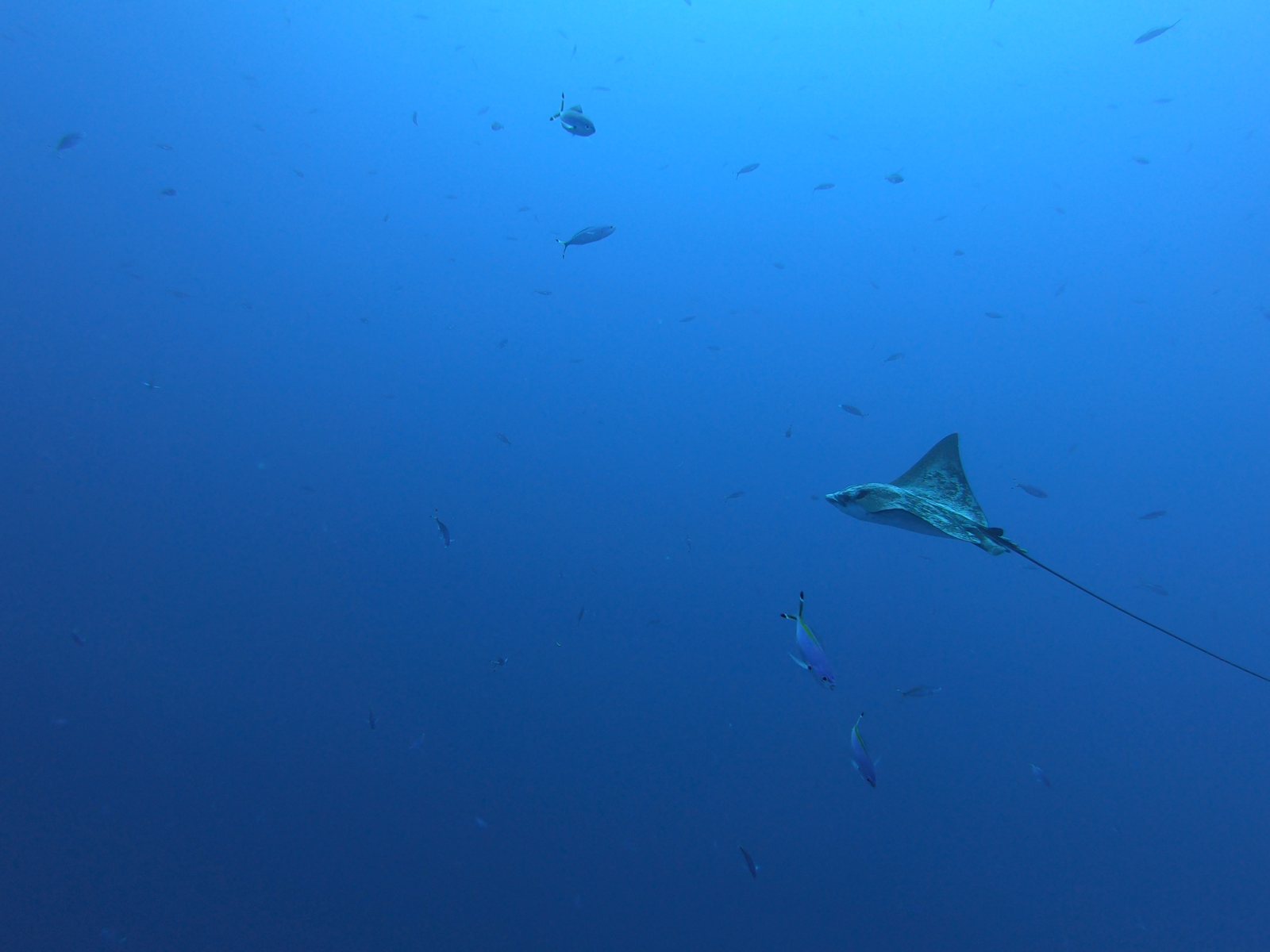 Eagle ray in open blue water, before