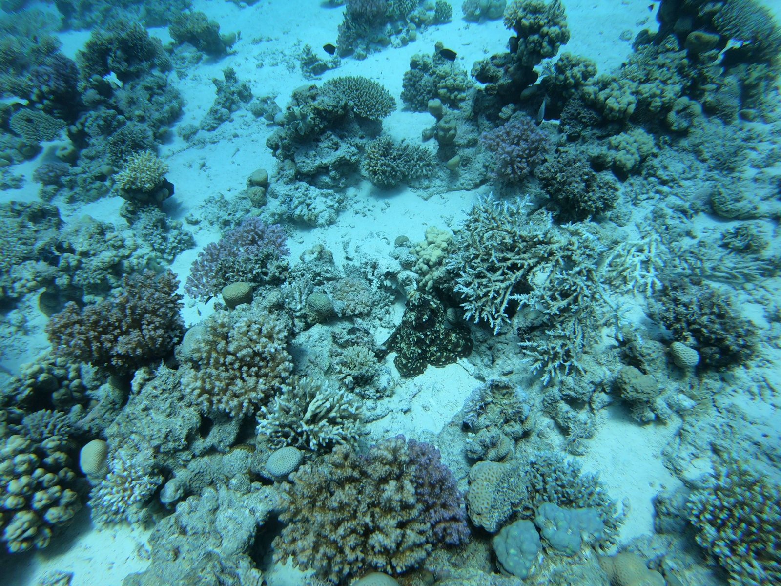 Camouflaged octopus next to staghorn coral, before